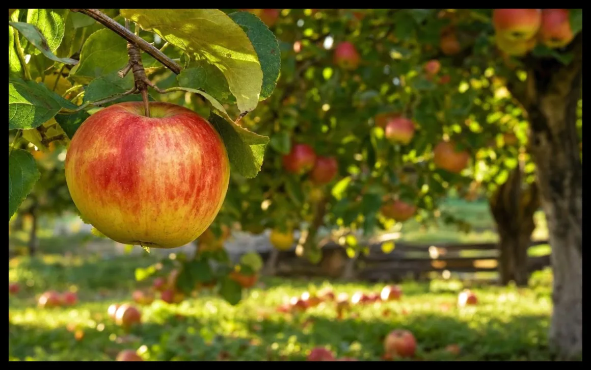 روش ساده برای تشخیص رسیدن سیبها روی درخت در ماه سپتامبر